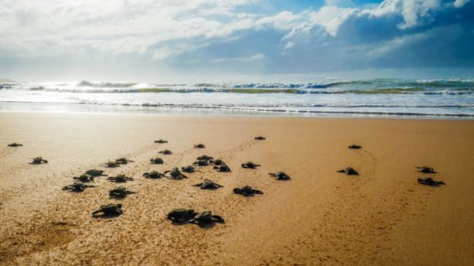 Spettacolo della naturaSanta Domenica, Legambiente presenta Life Turtlenest: «La Calabria può diventare la regione delle tartarughe marine»