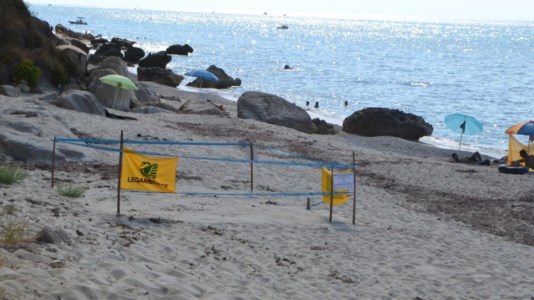 Natura e ambienteA Ricadi torna a nidificare la tartaruga marina: una scoperta storica dopo decenni di assenza