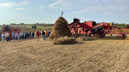 TradizioniA Maierato la festa della trebbiatura: un inno alla cultura rurale del territorio vibonese