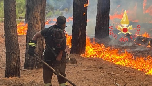 Roghi nel RegginoIncendio a Bagaladi, in gran parte domate le fiamme che minacciavano case e aziende agricole