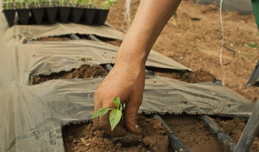 AgricolturaNasce in Calabria la prima associazione riconosciuta dalla Regione che riunisce organizzazioni di produttori