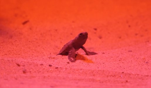 La corsa per la vitaSorpresa a Pizzo, si schiudono le uova e decine di piccole tartarughe marine raggiungono il mare