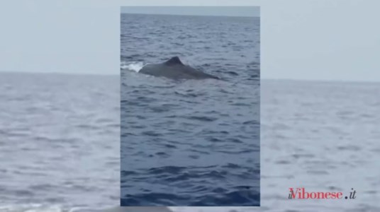 Spettacoli uniciMagico incontro nel mare vibonese, avvistato un capodoglio al largo di Zambrone