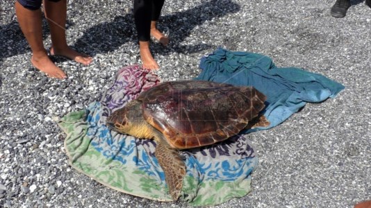 La tartaruga Lulù poco prima di essere liberata in mare