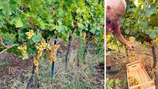 Grand terroirCantine Artese: un’annata straordinaria per lo Zibibbo tra le suggestive colline di Zambrone