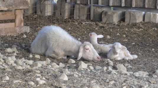 L’emergenzaEpidemia lingua blu nel Crotonese, allevatori in allarme dopo il rinvio dell’incontro con Gallo: «Non possiamo permetterci ritardi»