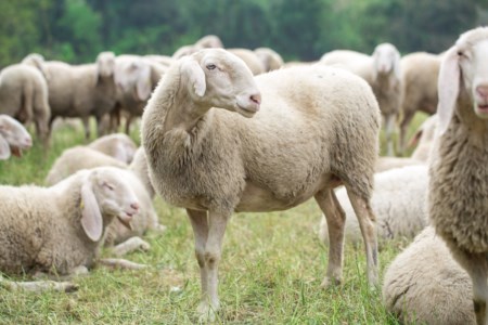 L’epidemiaLingua blu, primo focolaio nella Locride: colpito un allevamento di Ferruzzano. Sale la preoccupazione