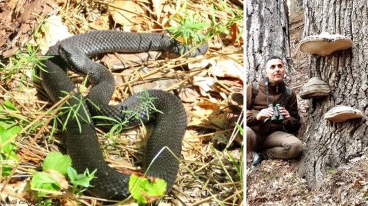 Consigli utiliMorso da una vipera nera in Sila, parla l’esperto: «Unico serpente velenoso in Calabria, come riconoscerlo e cosa fare»