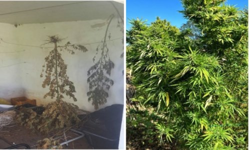 Il blitzMunizioni e una piantagione di marijuana scoperte nelle campagne di Isola Capo Rizzuto