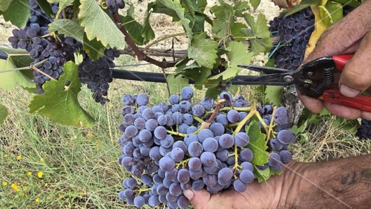 LaC On AirMelissa e la sua grande tradizione vitivinicola: la vendemmia tra i vigneti di Cantine Bruni a Grand Terroir