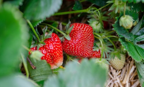 Cibo e territoriA San Giovanni in Fiore al via la Sagra della fragola e dei frutti rossi della Sila. Il sindaco Succurro: «Prodotti d’eccellenza»