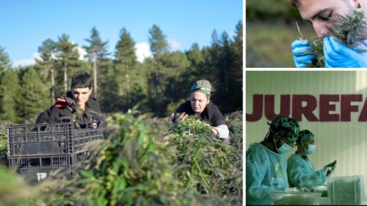 Imprese in ginocchioLa stretta che vieta la cannabis light rischia di soffocare anche giovani aziende in Calabria: «Una sconfitta per il settore agricolo»