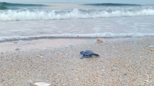 Meraviglia della naturaLe tartarughe marine invadono le spiagge italiane, in Calabria 147 nidi