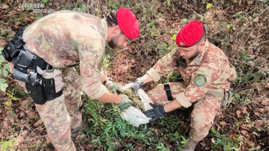 Operazioni antidrogaScoperte due piantagioni di canapa nel cuore dell’Aspromonte: arrestata una coppia