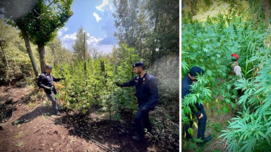 Controlli del territorioScoperte numerose piantagioni di marijuana nel Vibonese: avrebbero prodotto un guadagno di oltre 2,5 milioni di euro