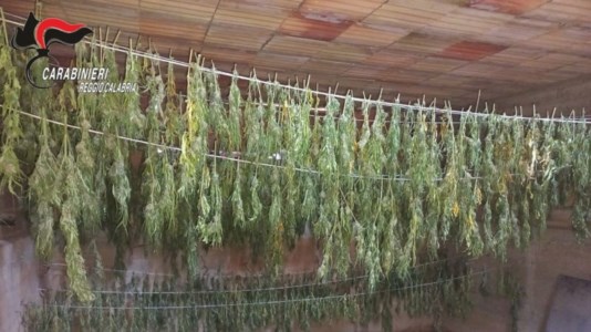 Controlli del territorioDroga nel Reggino, scoperte 600 piante di cannabis in fase di essicazione in un casolare abbandonato