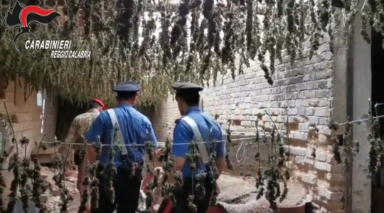 La sentenzaTaurianova, aveva sepolto 2 quintali di marijuana in bidoni interrati vicino a una fiumara: condannato 44enne