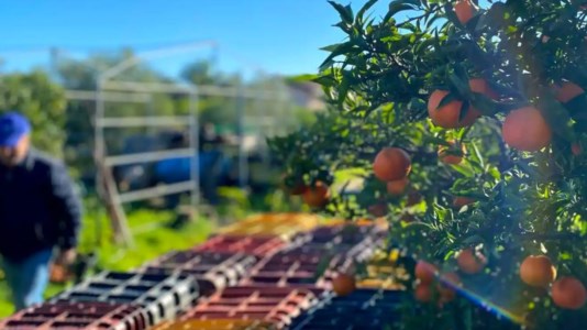 SolidarietàIntimidazioni agli agricoltori di Corigliano Rossano, Straface: «La Sibaritide faccia muro contro chi inquina la vita sociale ed economica»