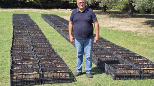 Nuovo appuntamentoCalabria terra di vini passiti: la produzione del Greco di Bianco protagonista di Grand Terroir su LaC On Air