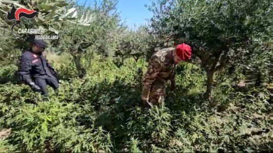 Controlli a tappetoScoperte e distrutte 500 piante di marijuana nel Reggino: arrestato un uomo sorpreso mentre curava la coltivazione