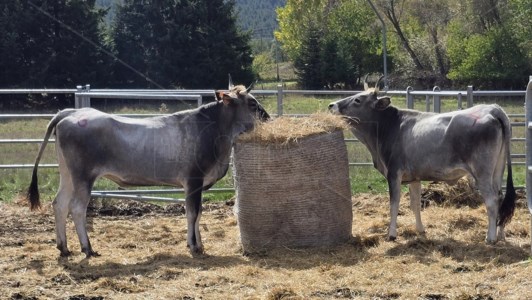 Nuova puntata Grand Terroir su LaC On Air: la mucca podolica emblema della biodiversità calabrese, ecco l’asta delle manze in Sila