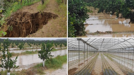 La conta dei danniMaltempo, Coldiretti: «Duro colpo per l’agricoltura lametina, campagne di raccolta compromesse in modo irreparabile»