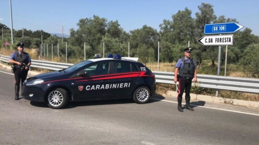 Escalation criminaleCorigliano Rossano, tagliate 100 piante di agrumi e ulivi secolari ad un imprenditore: sospetto atto intimidatorio