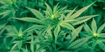 Rinvenute 450 piante di marijuana nel Catanzarese