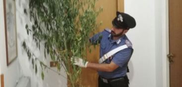 In possesso di quattro piante di marijuana: un arresto nel Catanzarese