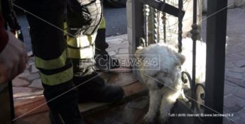 Lamezia, cucciolo incastrato in un cancello: salvato dai vigili del fuoco