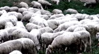 Pecore sacre a Polistena, l’ovile sequestrato è di un pregiudicato (VIDEO)