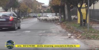 Pecore a Polistena, d'accordo ma solo contro i giornalisti 