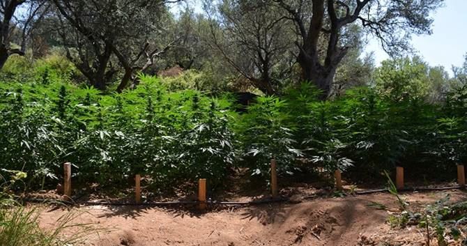 La piantagione di marijuana
