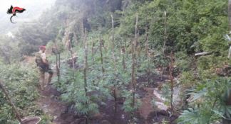 Sorpresi ad irrigare una piantagione di canapa: arrestati due fratelli a Caulonia