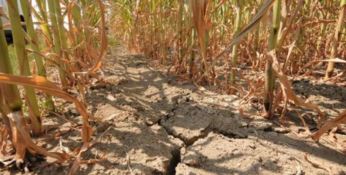 Calabria: è ancora emergenza siccità  