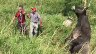 Catanzaro, bovino precipita in un canale: salvato dai vigili del fuoco (Video)