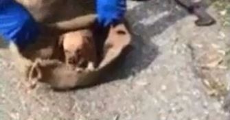 Cuccioli rinchiusi in un sacco e abbandonati: salvati (VIDEO)