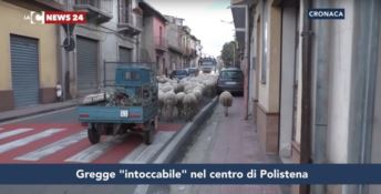 Il gregge del cugino del boss invade ogni giorno il centro abitato di Polistena (VIDEO)