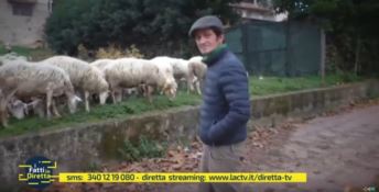 Tra le “pecore sacre” di Polistena ci sono anche quelle del compagno della consigliera (VIDEO)