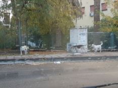 Cani randagi a spasso per la città, interviene la polizia municipale