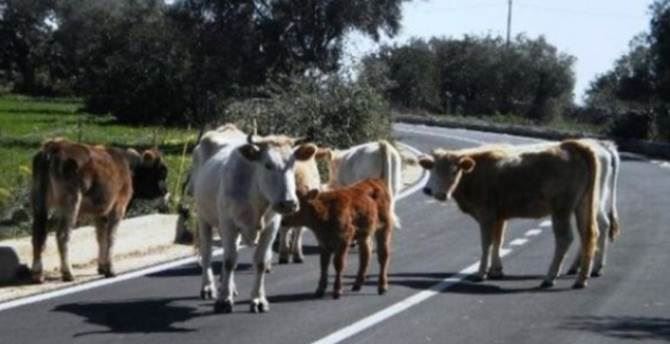 Vacche sacre in strada