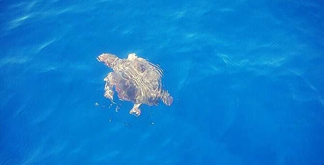 La tartaruga marina recuperata