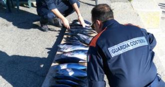 Cirò, sequestrati 70 chili di tonno rosso destinati al commercio illegale