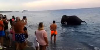 L’elefante va a farsi il bagno a mare tra centinaia di turisti sbigottiti