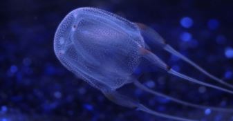 Filippine, bimba italiana muore punta da una medusa