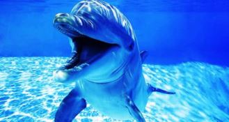 Il delfino in calore molesta i turisti, scatta il divieto di balneazione