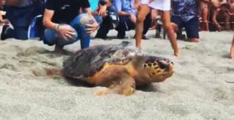 Torna in mare Nazzareno, la tartaruga quasi uccisa dalla plastica –VIDEO