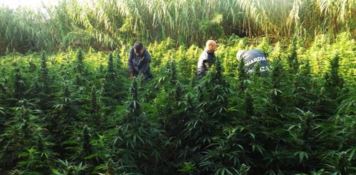 Sequestrate nella Locride 7 mila piante di marijuana. Erano nascoste in un canneto