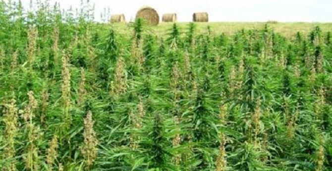 La piantagione di cannabis indica scoperta a Nardodipace