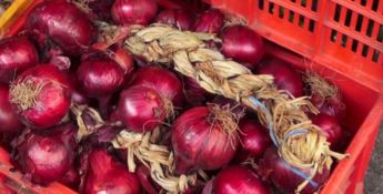 Cipolla rossa di Tropea “taroccata”, la denuncia di Agricoop